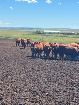 cattle listing photo