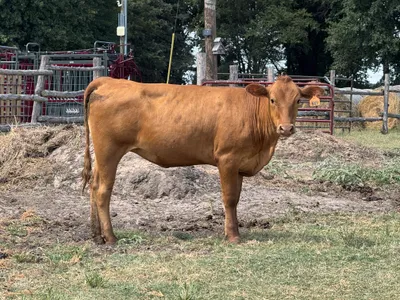 cattle listing photo