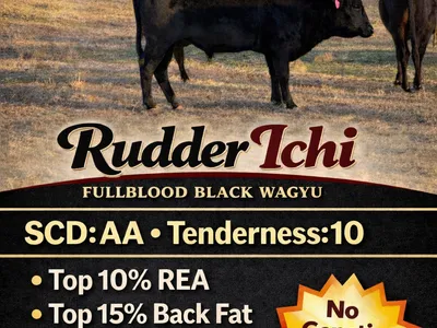 cattle listing photo