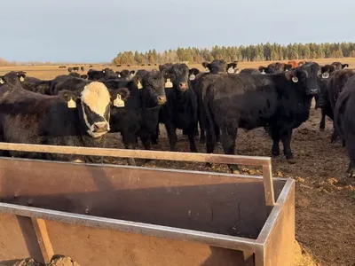 cattle listing photo