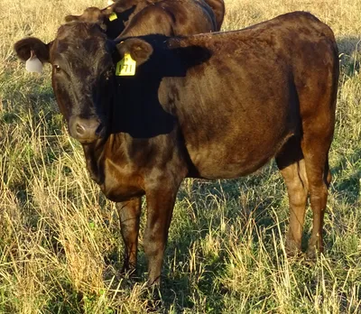cattle listing photo