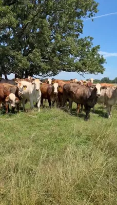 cattle listing photo