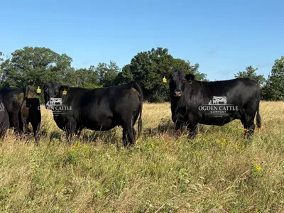 cattle listing photo