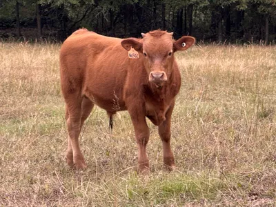 cattle listing photo