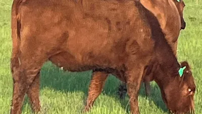 cattle listing photo