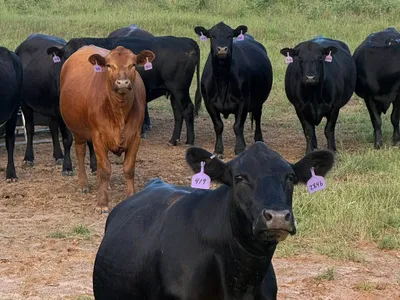 cattle listing photo
