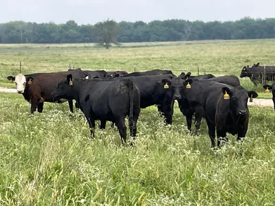 cattle listing photo