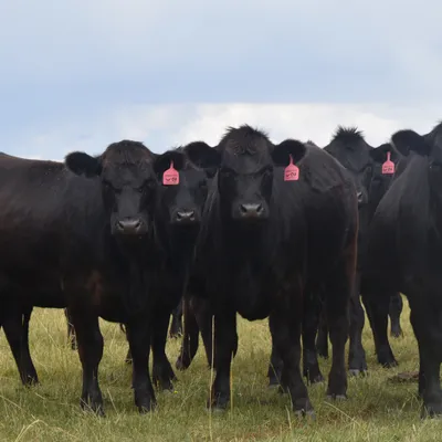 cattle listing photo