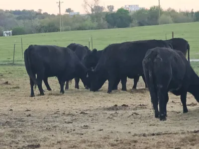 cattle listing photo