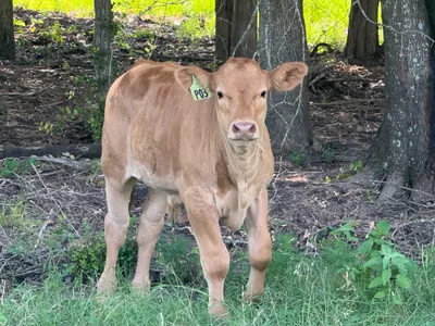cattle listing photo
