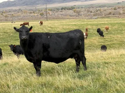 cattle listing photo