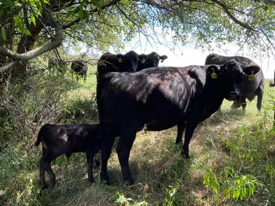 cattle listing photo