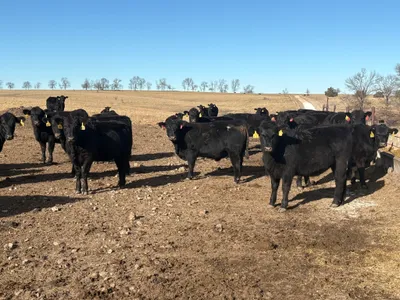 cattle listing photo