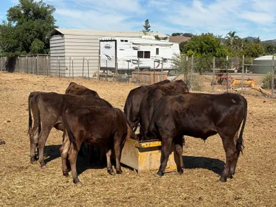 cattle listing photo