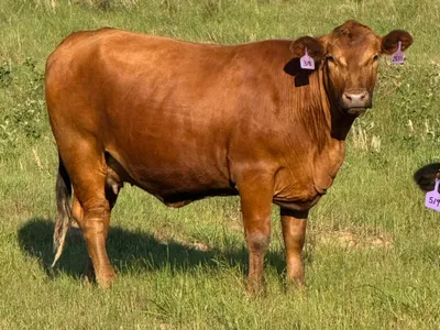 cattle listing photo