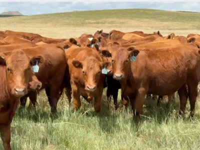 cattle listing photo