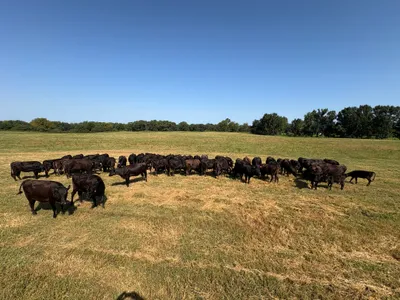 cattle listing photo