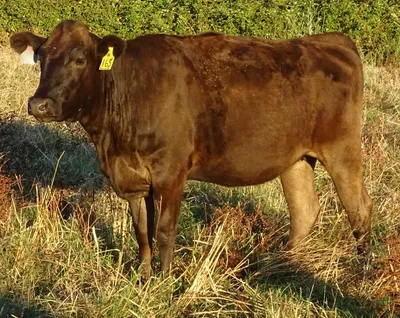 cattle listing photo