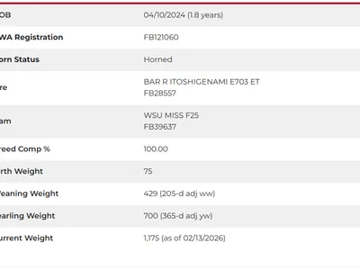 cattle listing photo