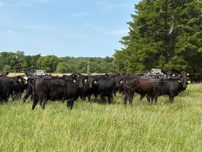cattle listing photo