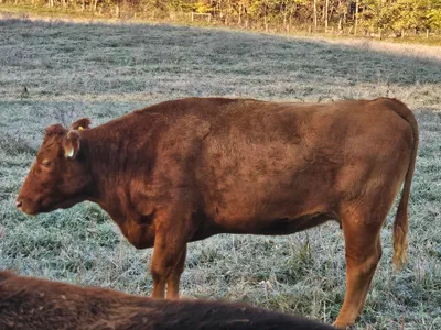 cattle listing photo