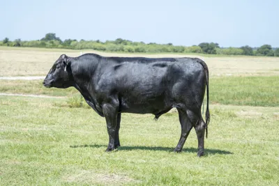 cattle listing photo