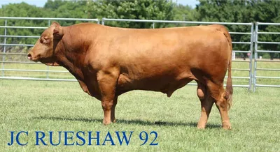 cattle listing photo