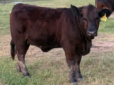 cattle listing photo