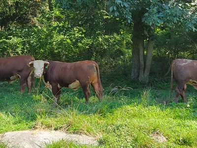 cattle listing photo