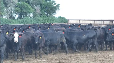 cattle listing photo