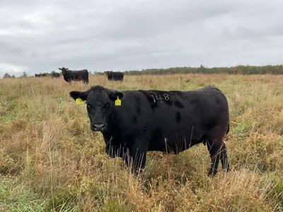 cattle listing photo