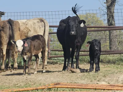 cattle listing photo