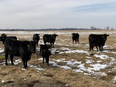 cattle listing photo