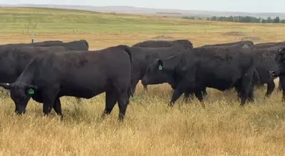 cattle listing photo