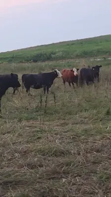 cattle listing photo