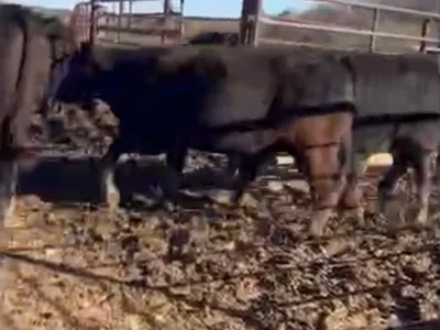 cattle listing photo