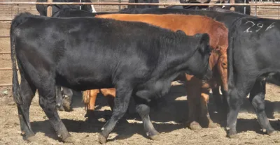 cattle listing photo