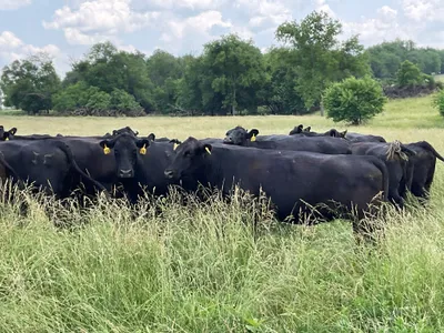 cattle listing photo