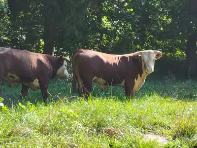cattle listing photo