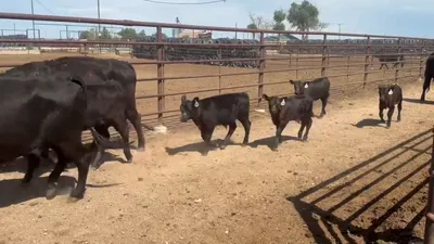 cattle listing photo