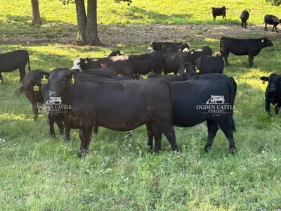 cattle listing photo