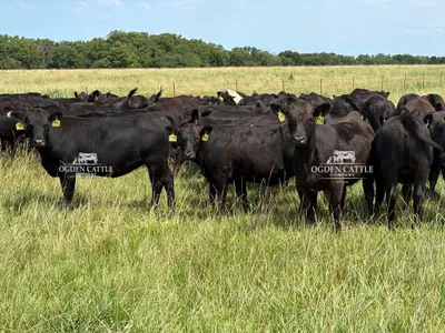 cattle listing photo