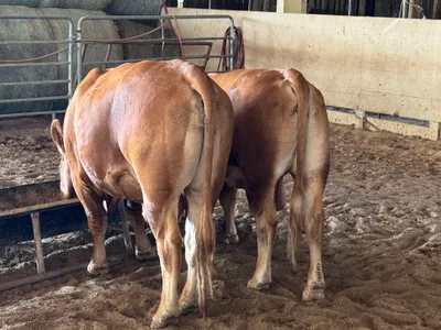 cattle listing photo
