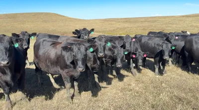 cattle listing photo