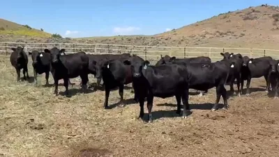cattle listing photo
