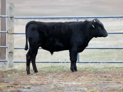 cattle listing photo