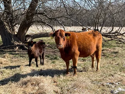 cattle listing photo