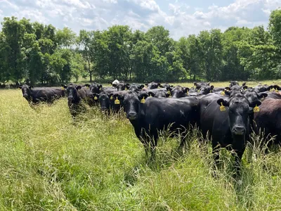 cattle listing photo