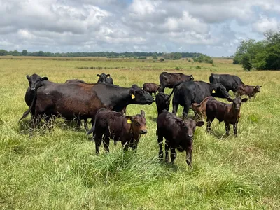 cattle listing photo