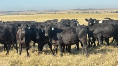 cattle listing photo
